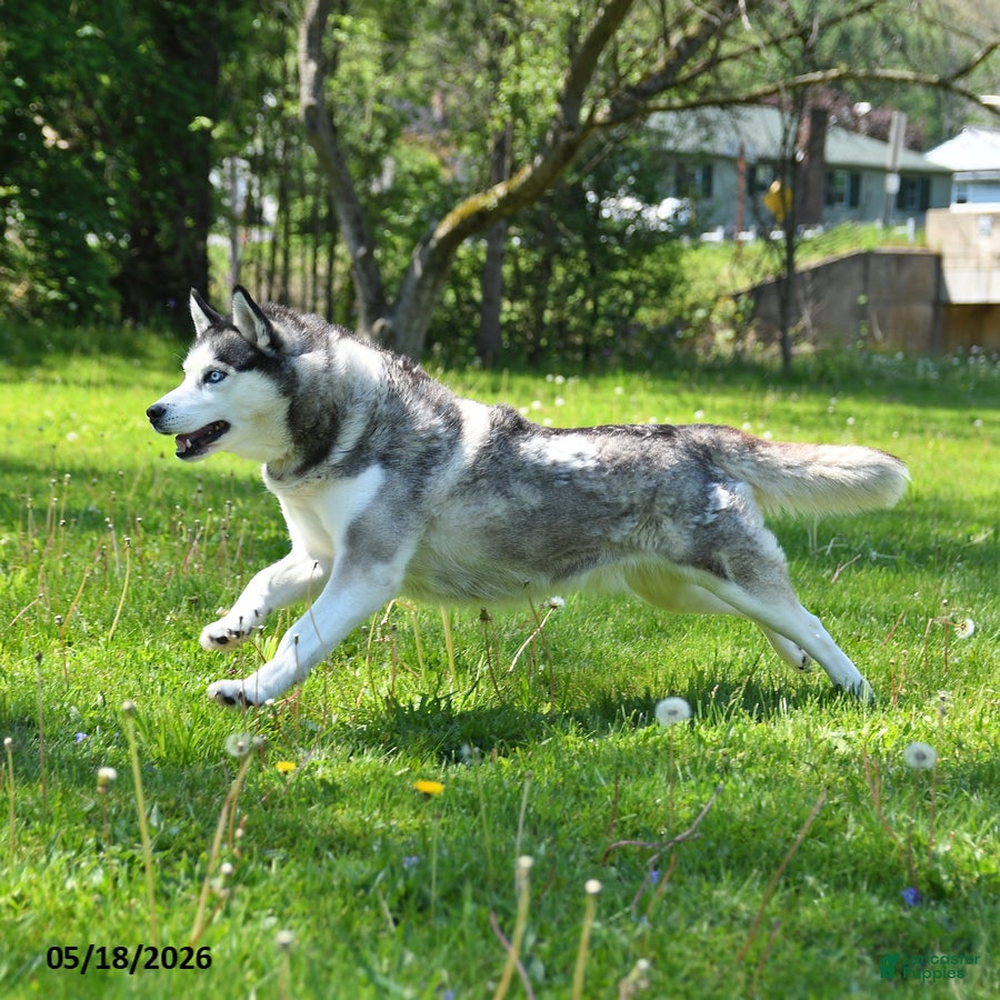 Siberian Husky dogs Kaitlyn - Ad 1
