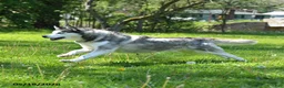 Siberian Husky dogs for sale: Kaitlyn - Ad 1