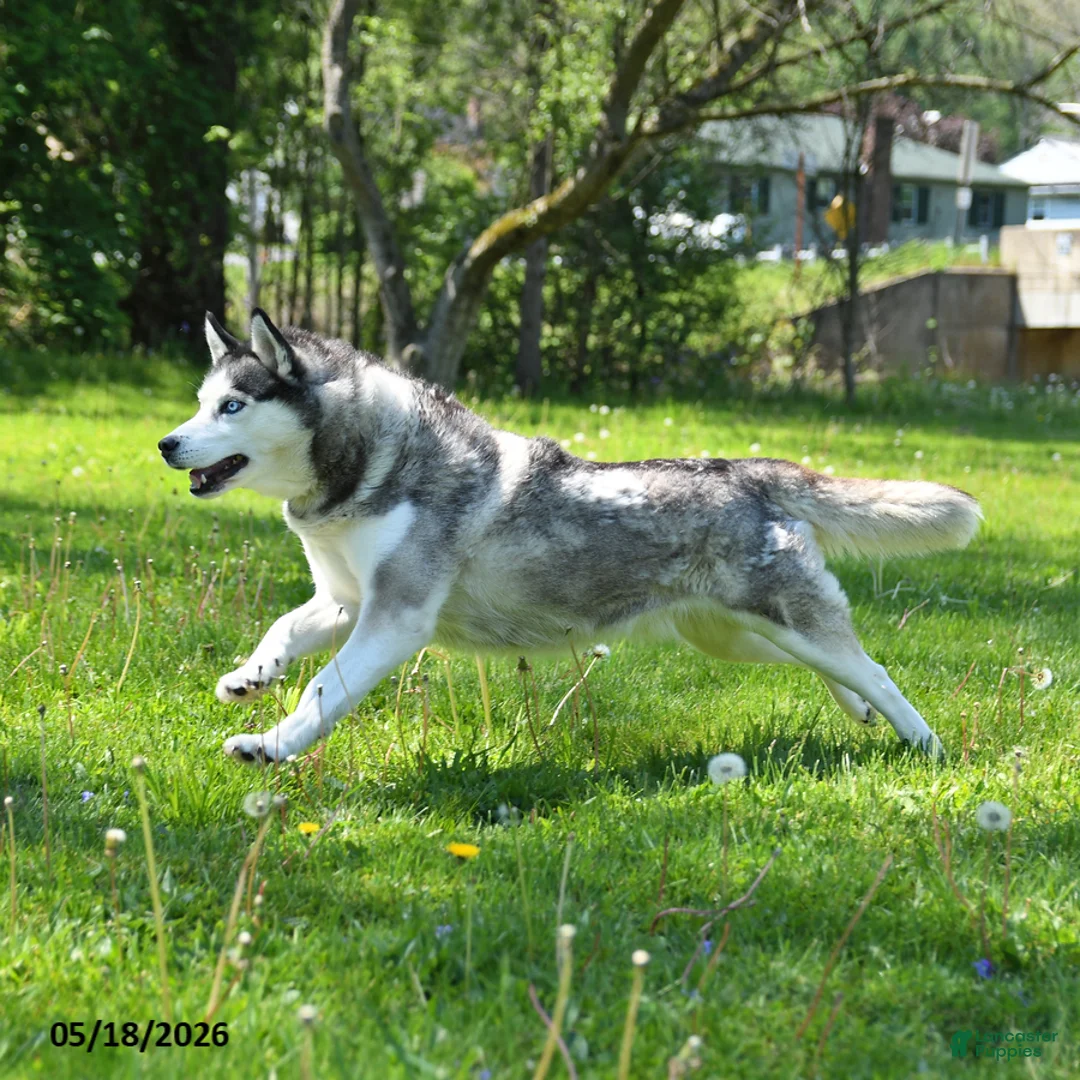 Siberian Husky dogs for sale: Kaitlyn - Ad 1