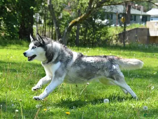 Siberian Husky dogs for sale: Kaitlyn - Ad 1