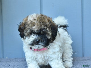 Shihpoo dogs - Ad 3