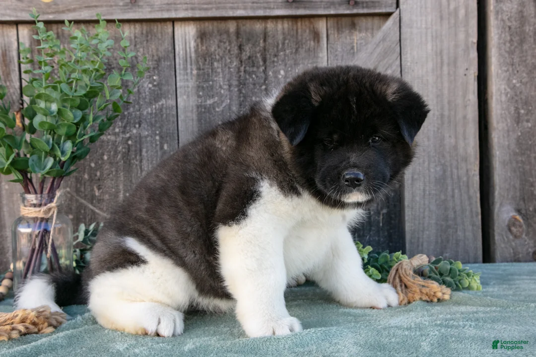 Akita dogs for sale: Stuart - Ad 3