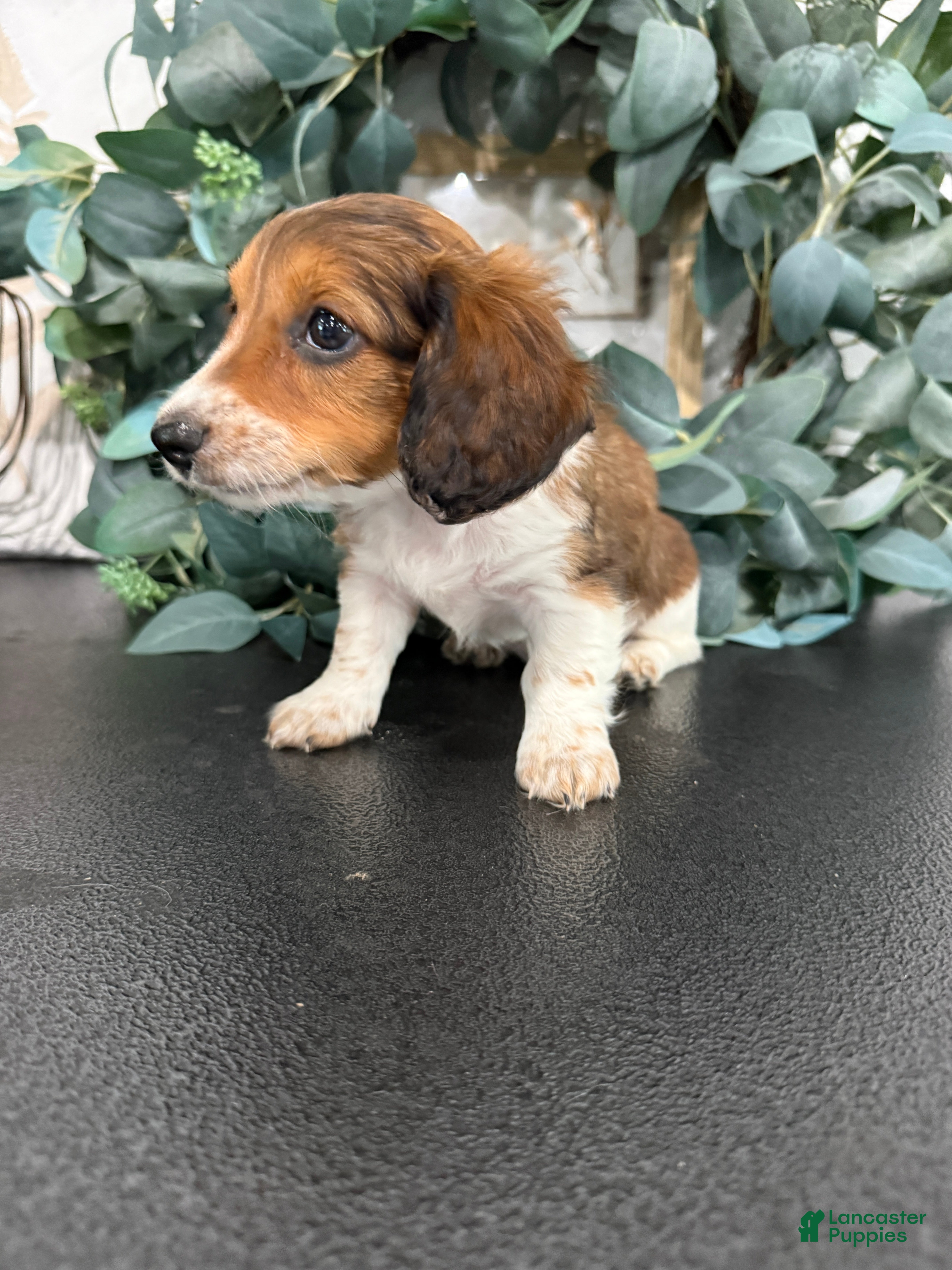 Miniature Dachshund dogs Dream - Ad 2