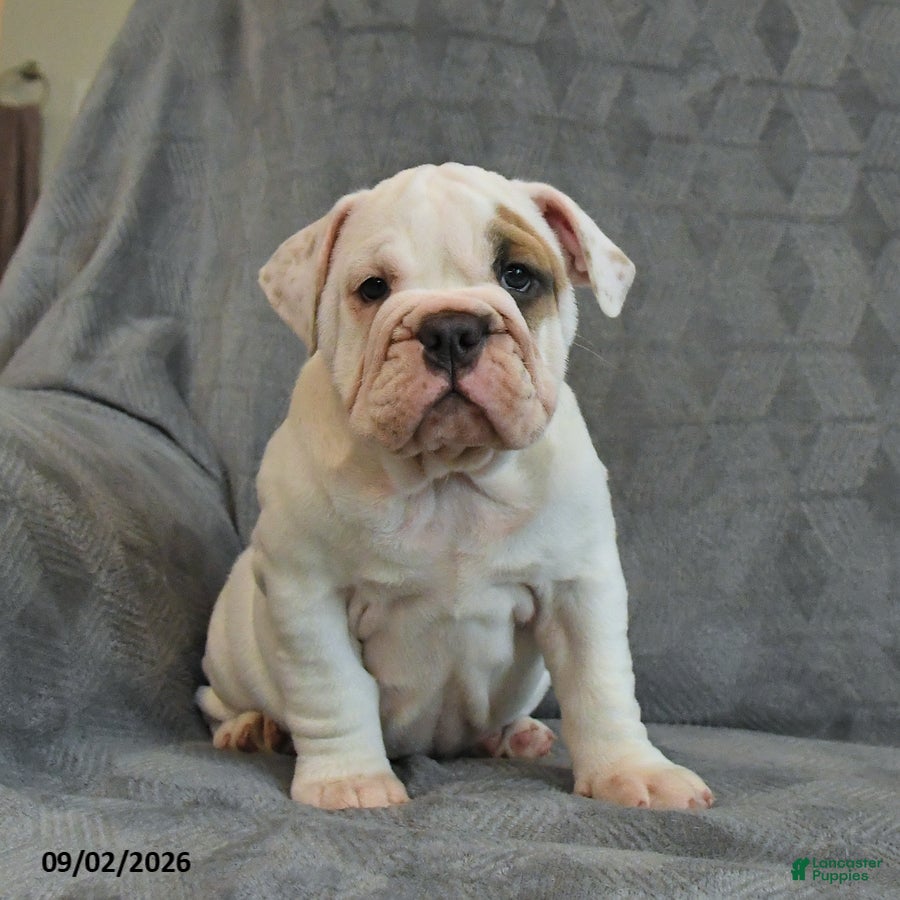 English Bulldog dogs Queen   - Ad 2