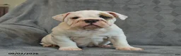 English Bulldog dogs for sale: Queen   - Ad 2