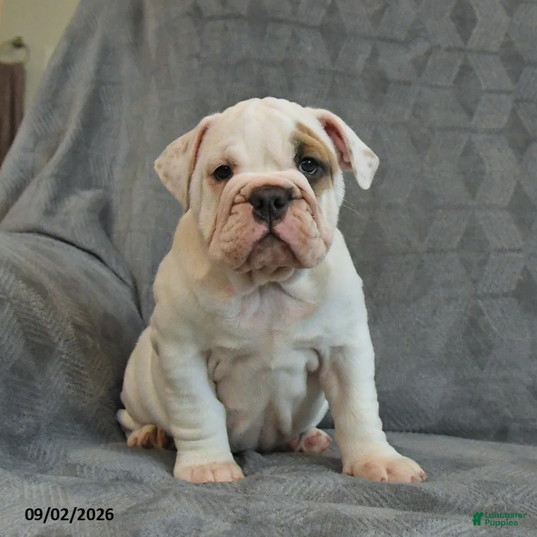 English Bulldog dogs for sale: Queen   - Ad 2