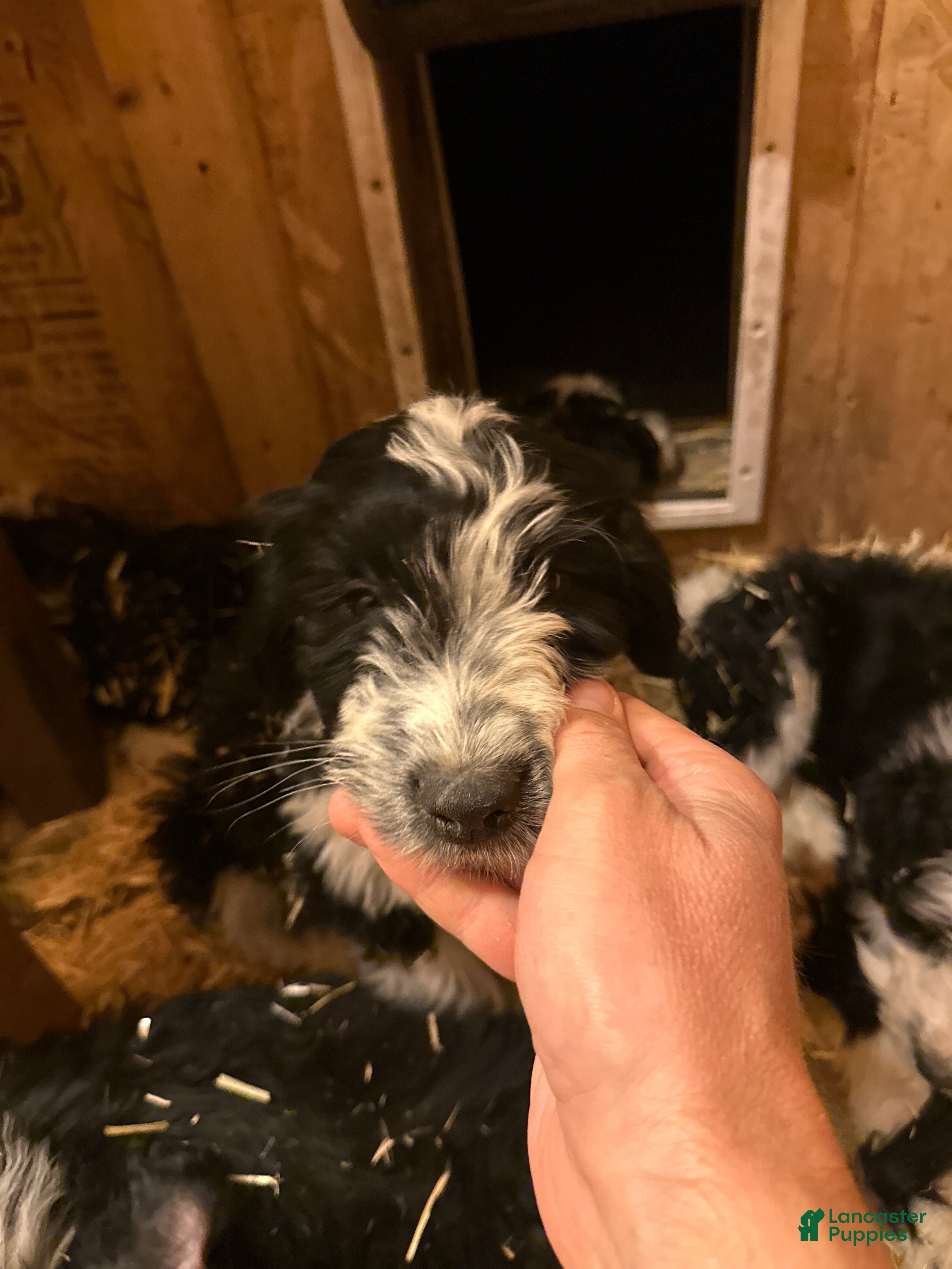 Aussiedoodle dogs Pepper - Ad 17
