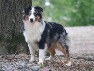 Miniature Australian Shepherd dogs Victor - Ad 2