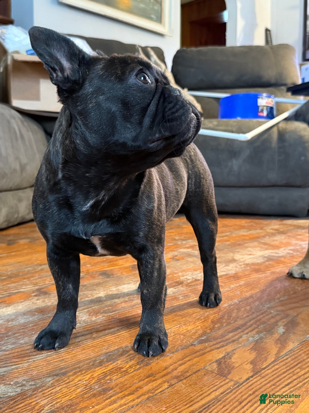 French Bulldog dogs for sale: Black Brindle - Ad 4