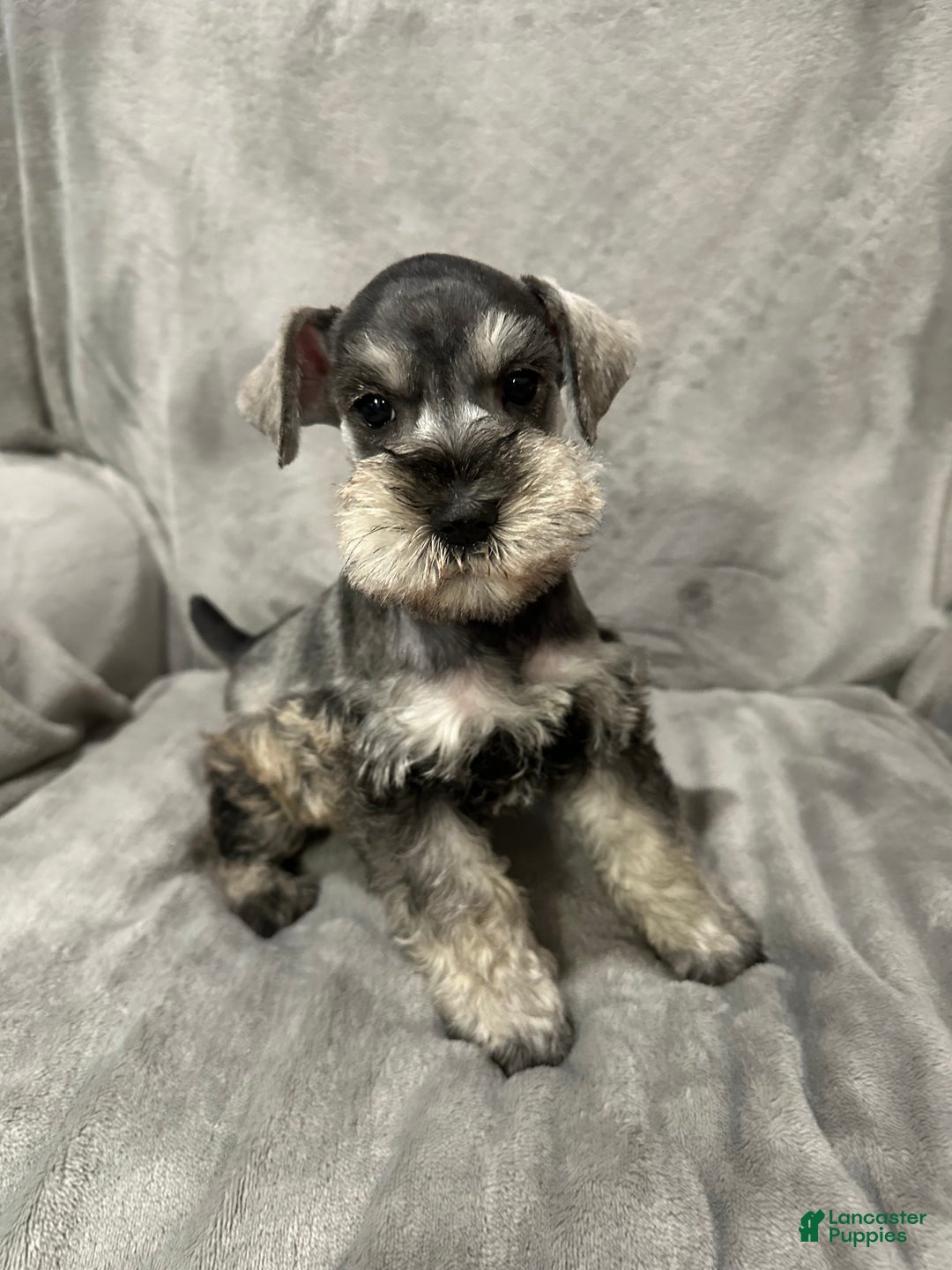 Miniature Schnauzer dogs for sale: Brutus - Ad 2
