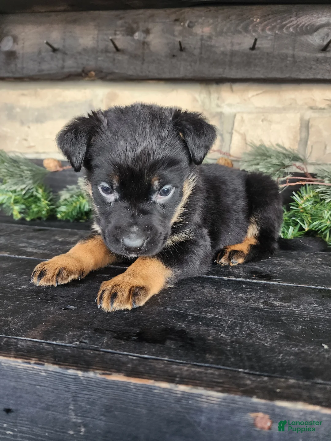 Mixed Breed dogs for sale: Riley - Ad 6