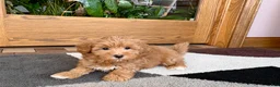 Havapoo dogs for sale: Havapoo Puppy 3 - Ad 6
