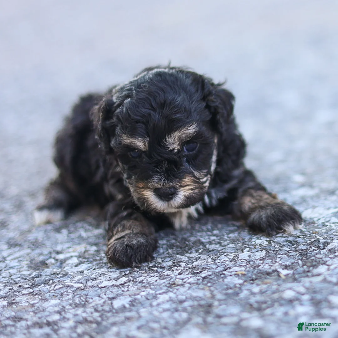 Maltipoo dogs for sale: Woody Maltipoo  - Ad 5