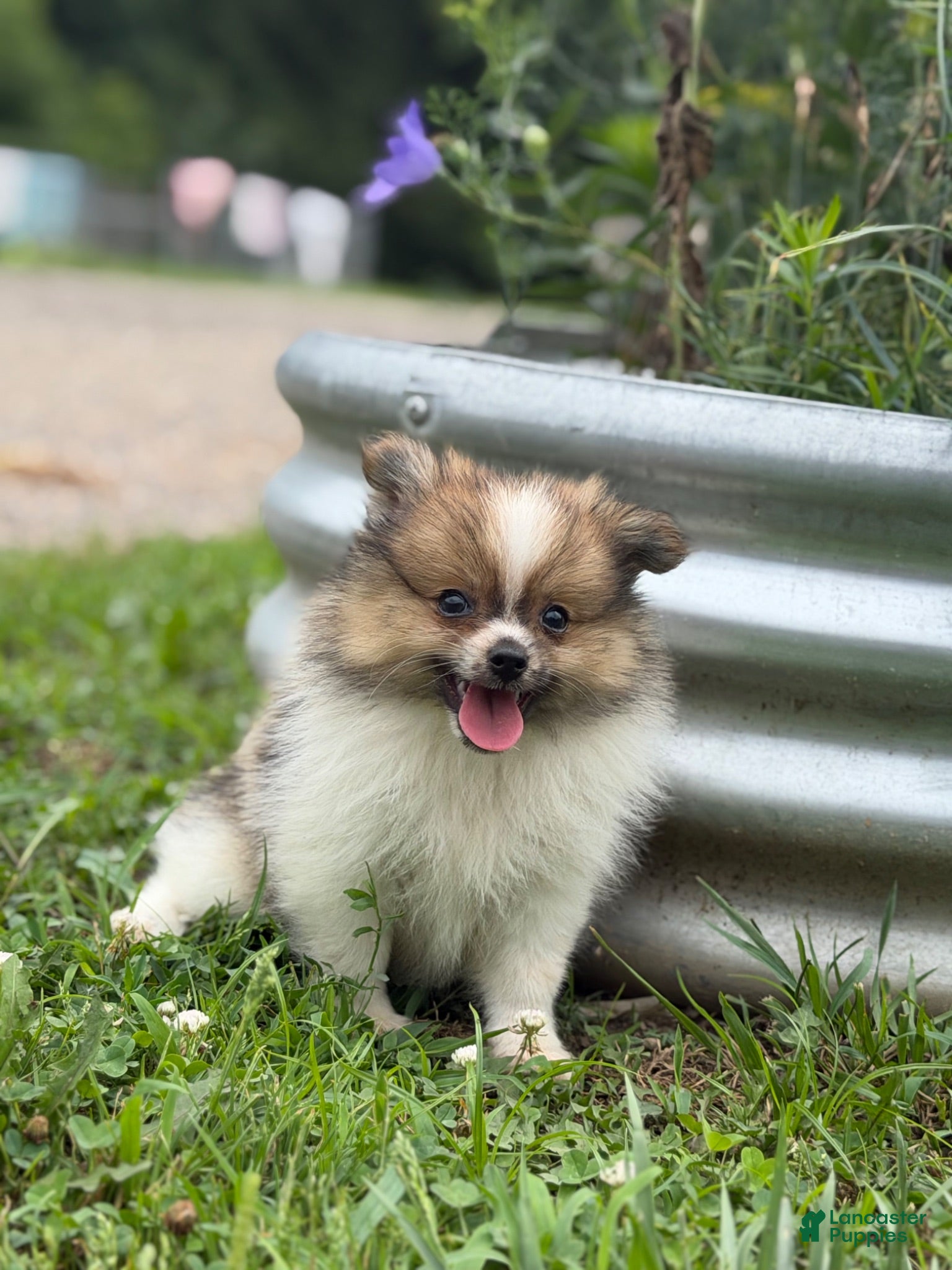 Pomeranian dogs ACA Troy  - Ad 2