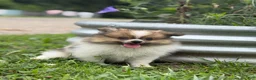 Pomeranian dogs for sale: ACA Troy  - Ad 2
