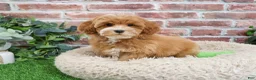 Cavapoo dogs for sale: Caleb - Ad 1