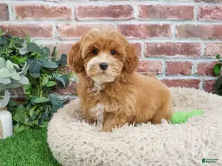 Cavapoo dogs Caleb - Ad 12