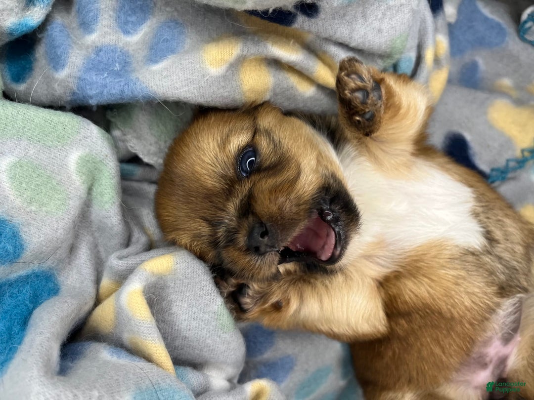 Gallery Image {{count}}