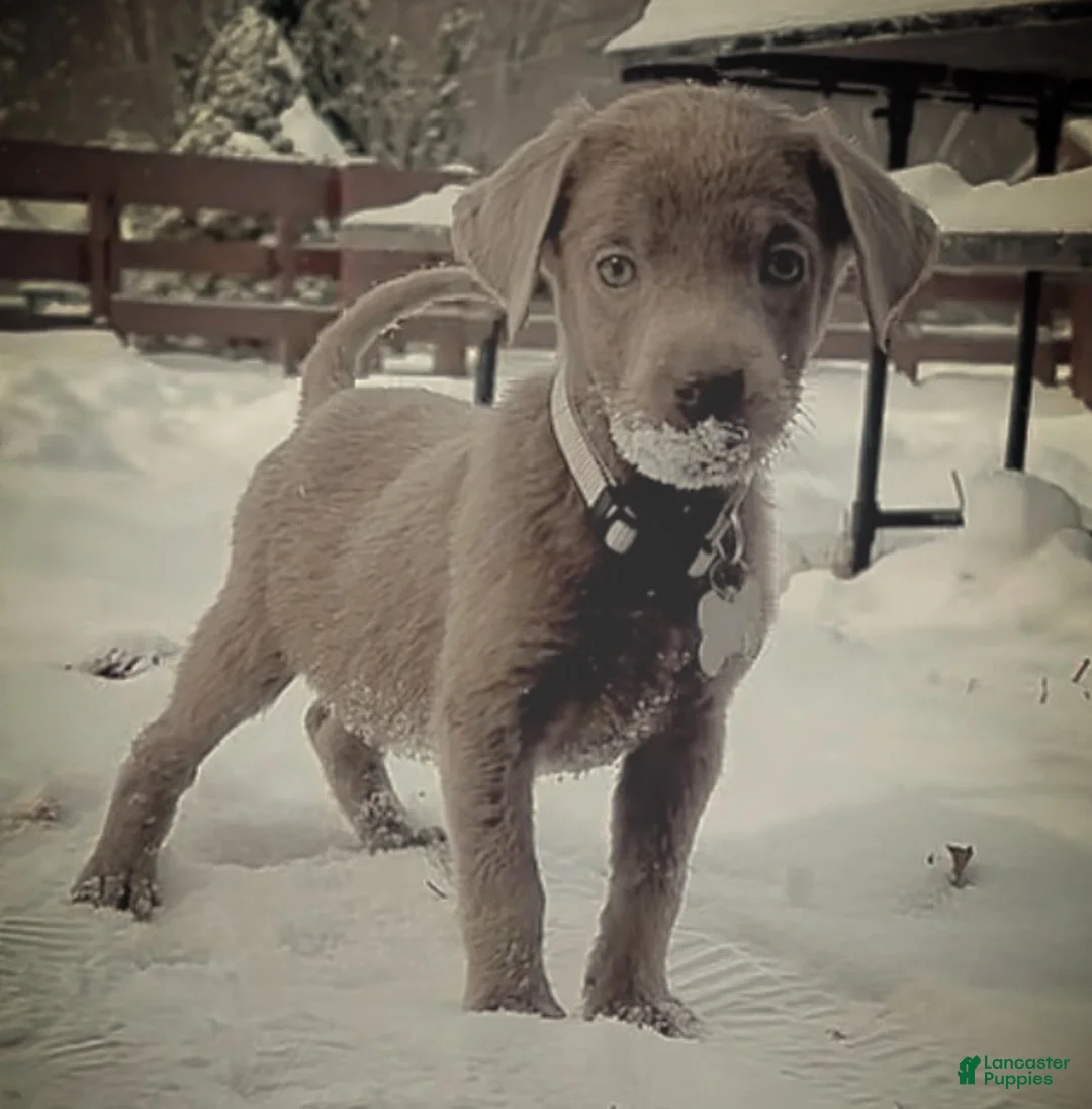 Labrador Retriever dogs for sale: Labrador Retriever Puppy 2 - Ad 12