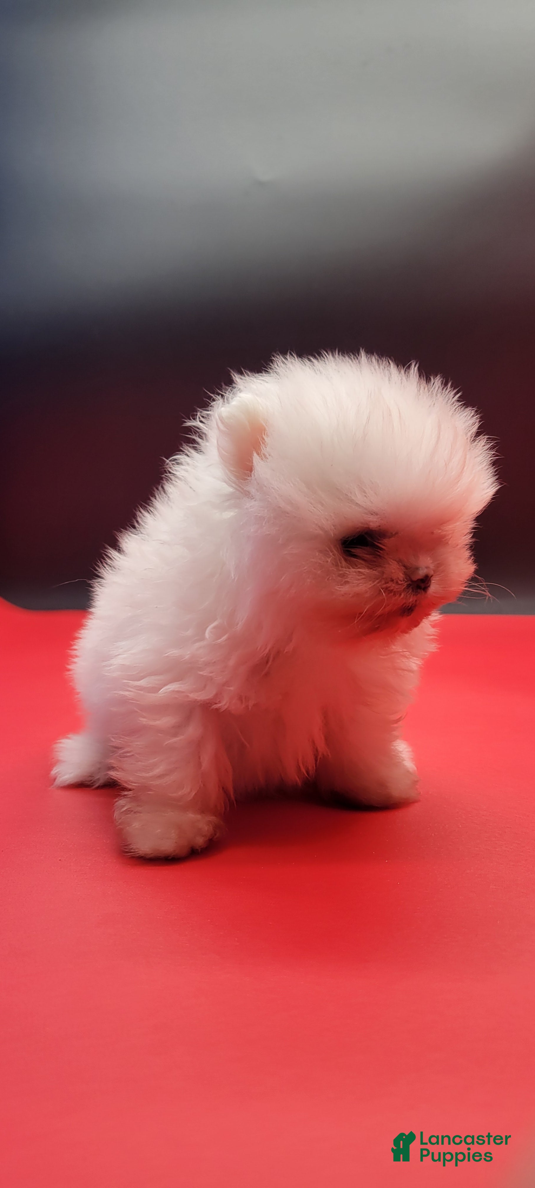 Pomeranian dogs Pomeranian Puppy 1 - Ad 6