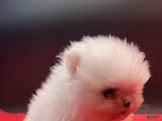 Pomeranian dogs Pomeranian Puppy 1 - Ad 6