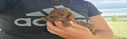 Cavapoo dogs for sale: Fiona - Ad 4