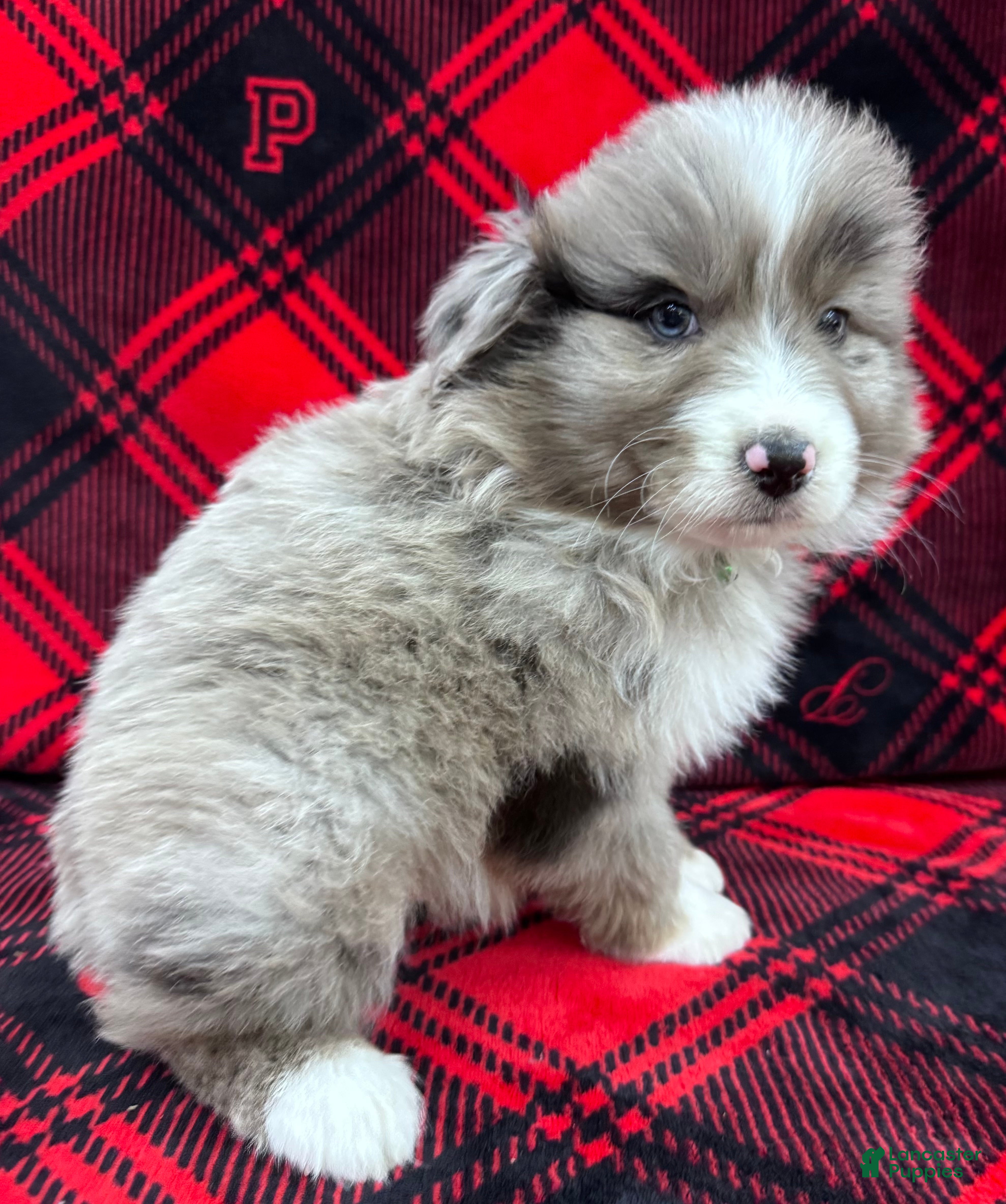 Australian Shepherd dogs Standard Australian Shepherd Puppy - Lime Green Collar - Ad 24