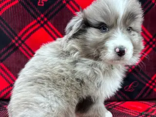 Australian Shepherd dogs Standard Australian Shepherd Puppy - Lime Green Collar - Ad 24