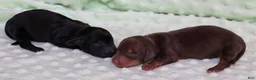 Miniature Dachshund dogs for sale: Buttercup chocolate/tan smooth female - Ad 2