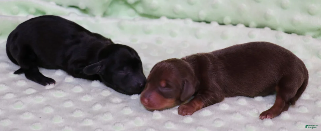 Miniature Dachshund dogs for sale: Buttercup chocolate/tan smooth female - Ad 2