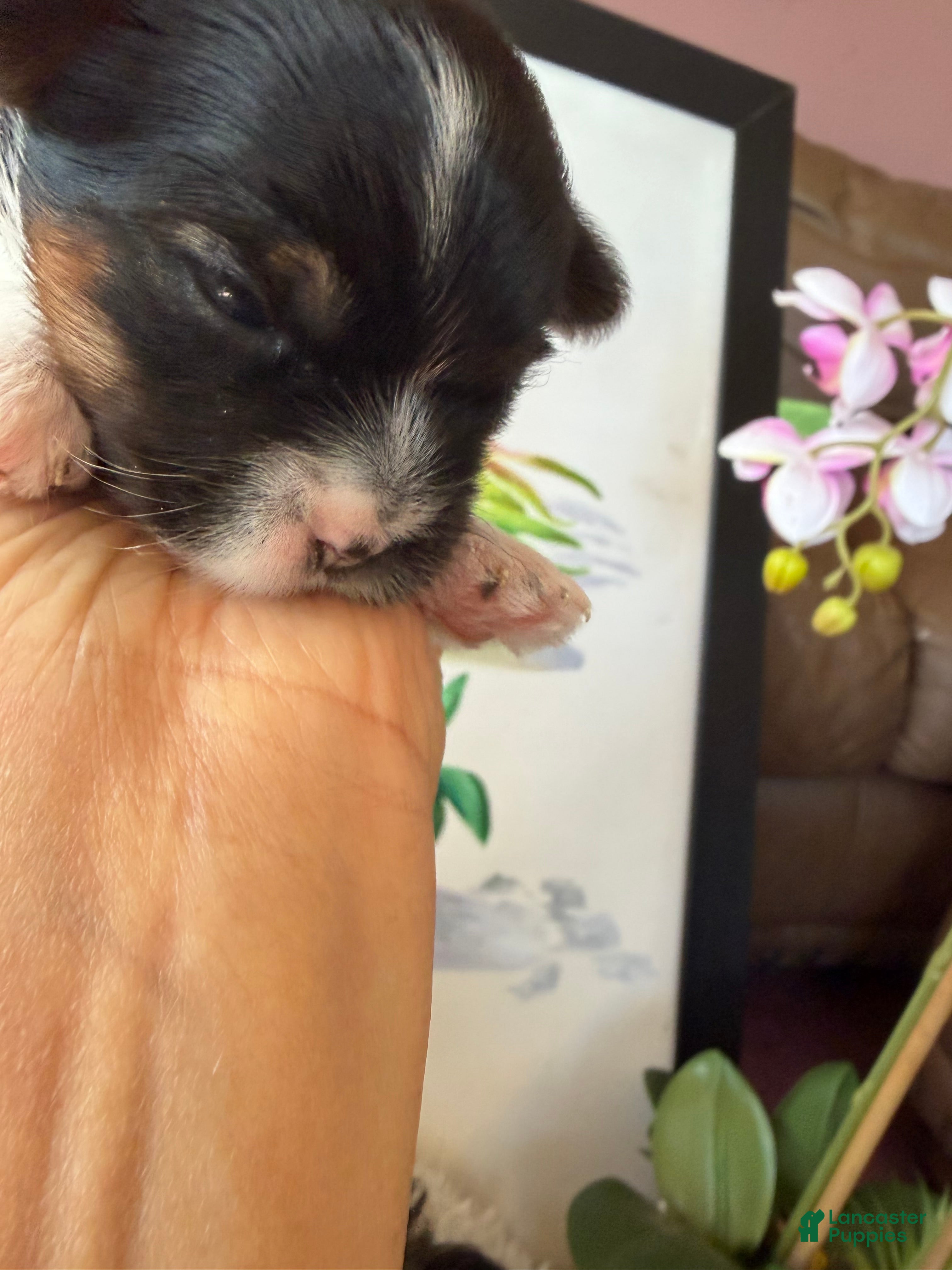 Biewer Terrier dogs Mochi - Ad 2
