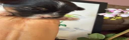 Biewer Terrier dogs for sale: Mochi - Ad 2