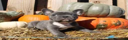 Mixed Breed dogs for sale: Theo - Ad 3