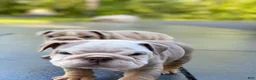 English Bulldog dogs for sale: Snow Heart - Ad 9