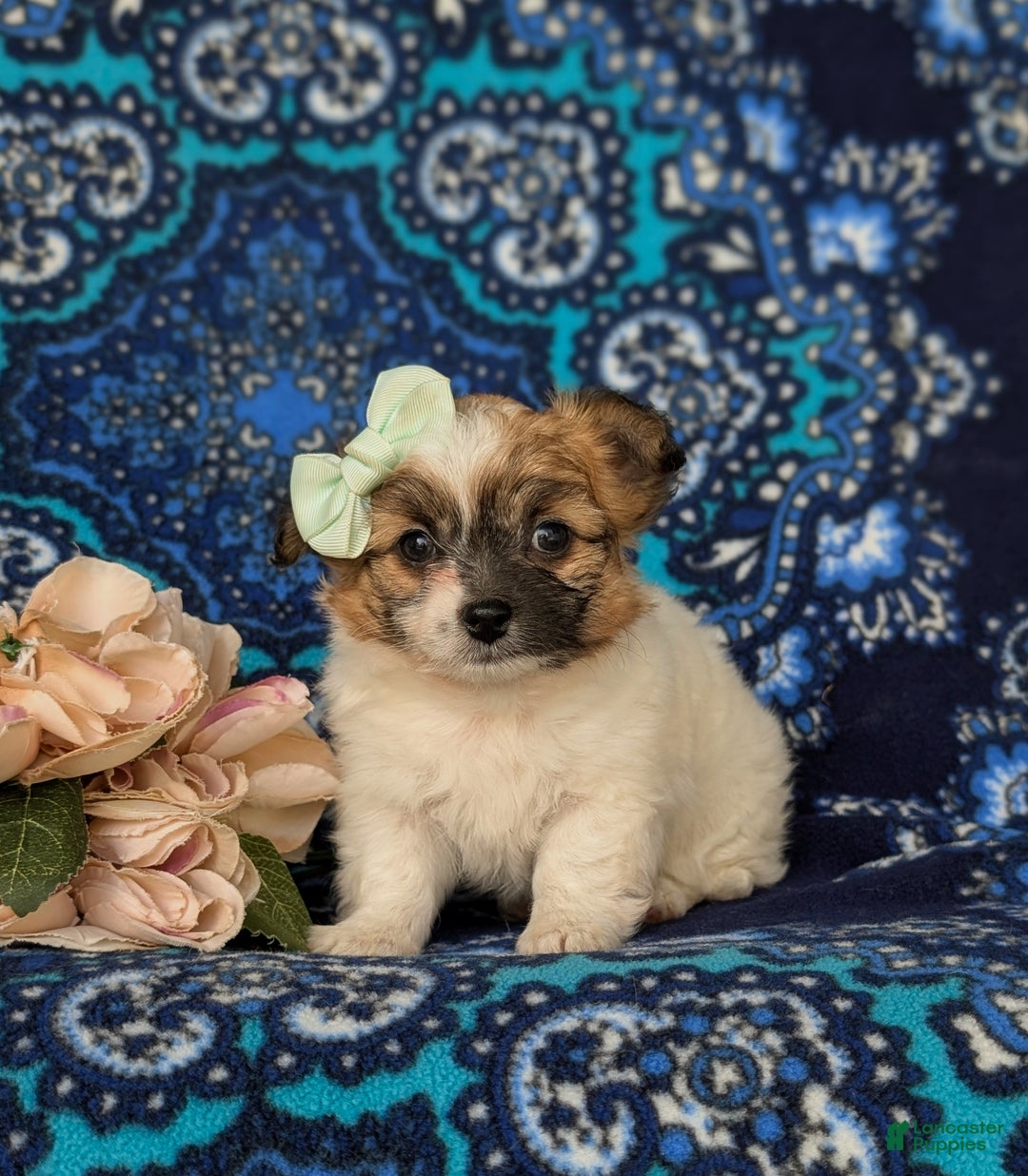 Mixed Breed dogs for sale: Rose 10 lbs Full Grown - Ad 1