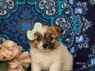 Mixed Breed dogs Rose 10 lbs Full Grown - Ad 19