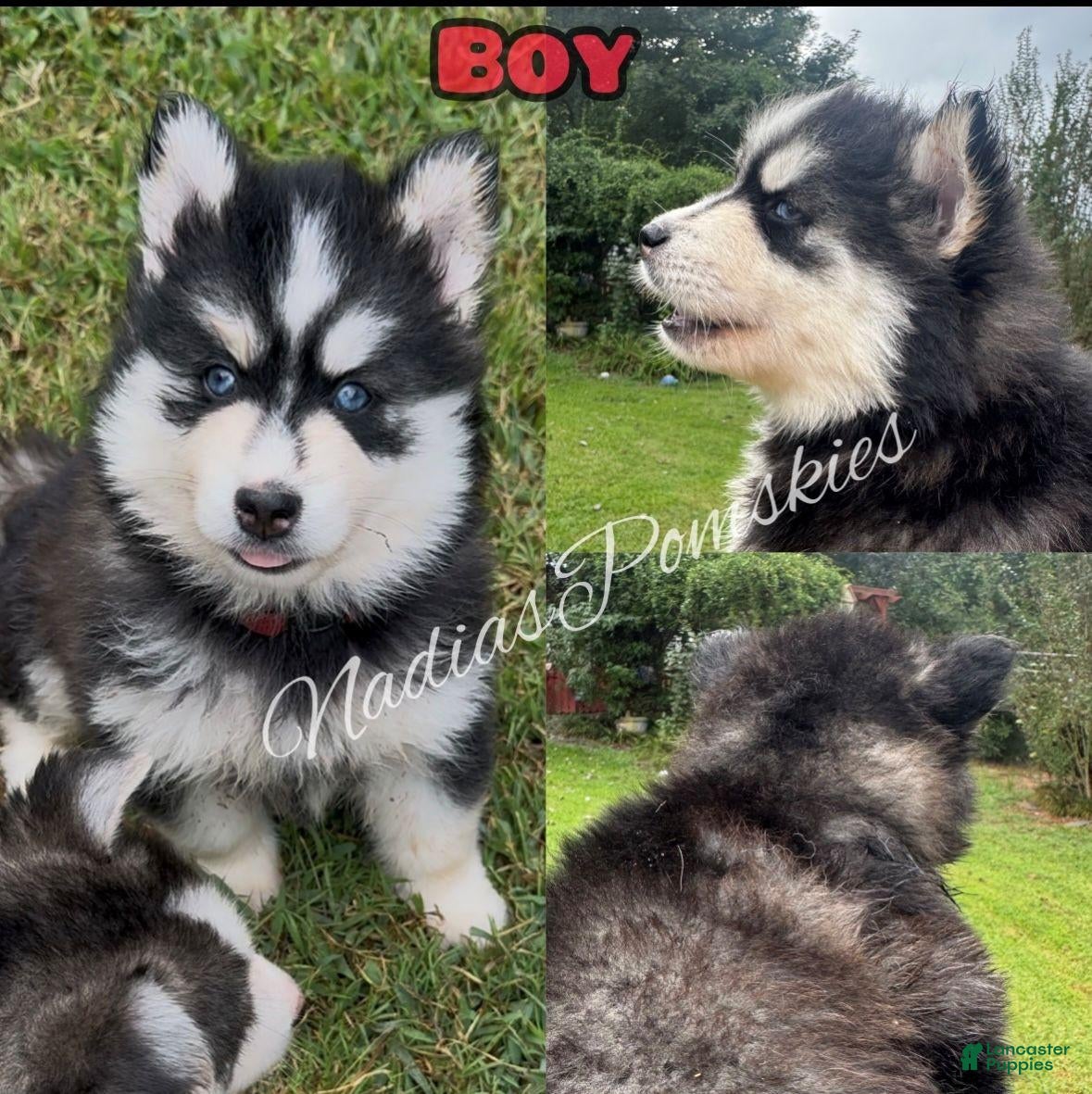 Pomsky dogs Pomsky 4 BOY - Ad 1