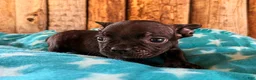 Frenchton dogs for sale: BlackBerry - Ad 3