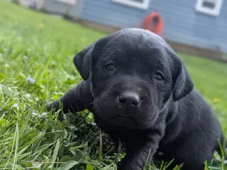 Labrador Retriever dogs for sale: Willow - Ad 1