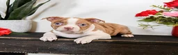 Boston Terrier dogs for sale: Coffee - Ad 1