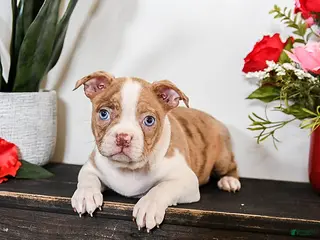 Boston Terrier dogs for sale: Coffee - Ad 2