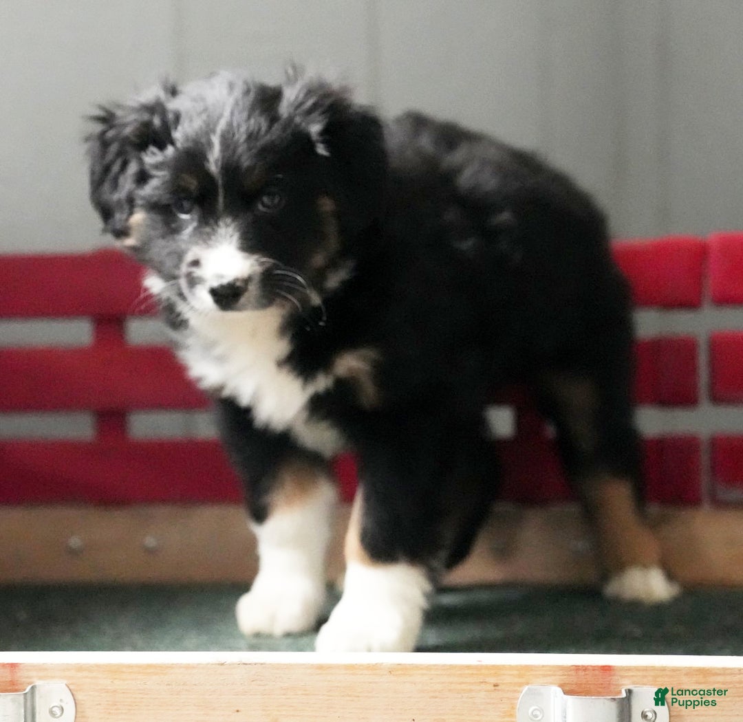 Australian Shepherd dogs for sale: Callie - Ad 9