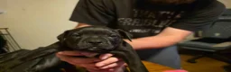 Mixed Breed dogs for sale: Hades - Ad 1