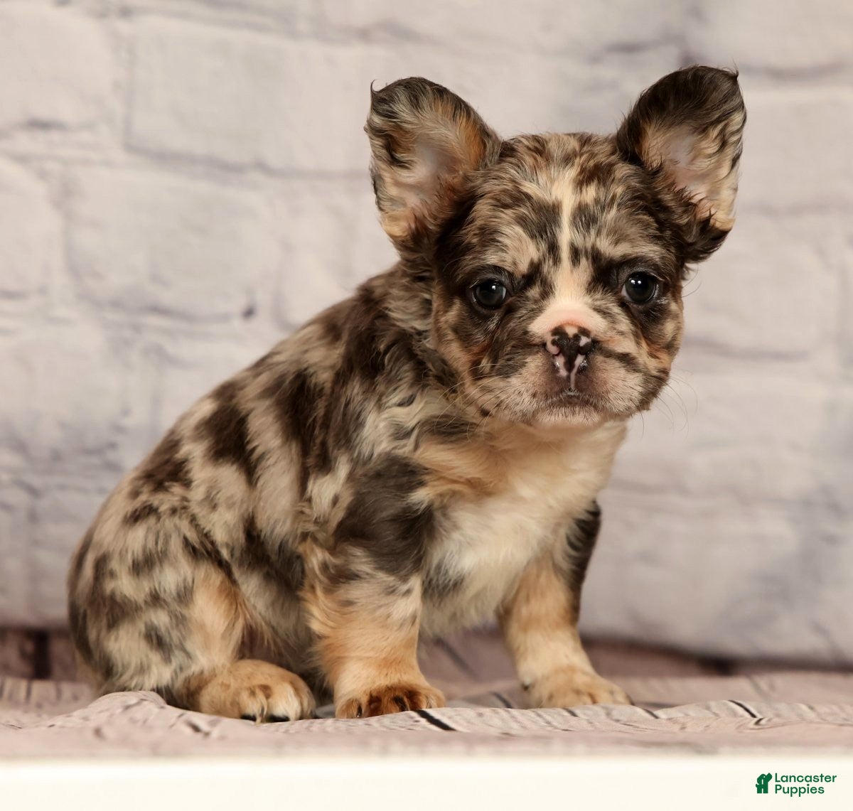 French Bulldog dogs GiGi - Ad 1