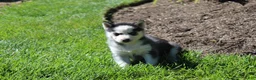 Siberian Husky dogs for sale: Crystal - Ad 5