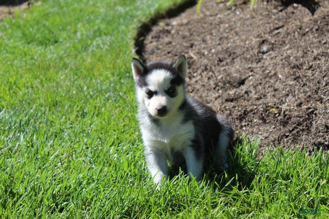 Siberian Husky dogs for sale: Crystal - Ad 5