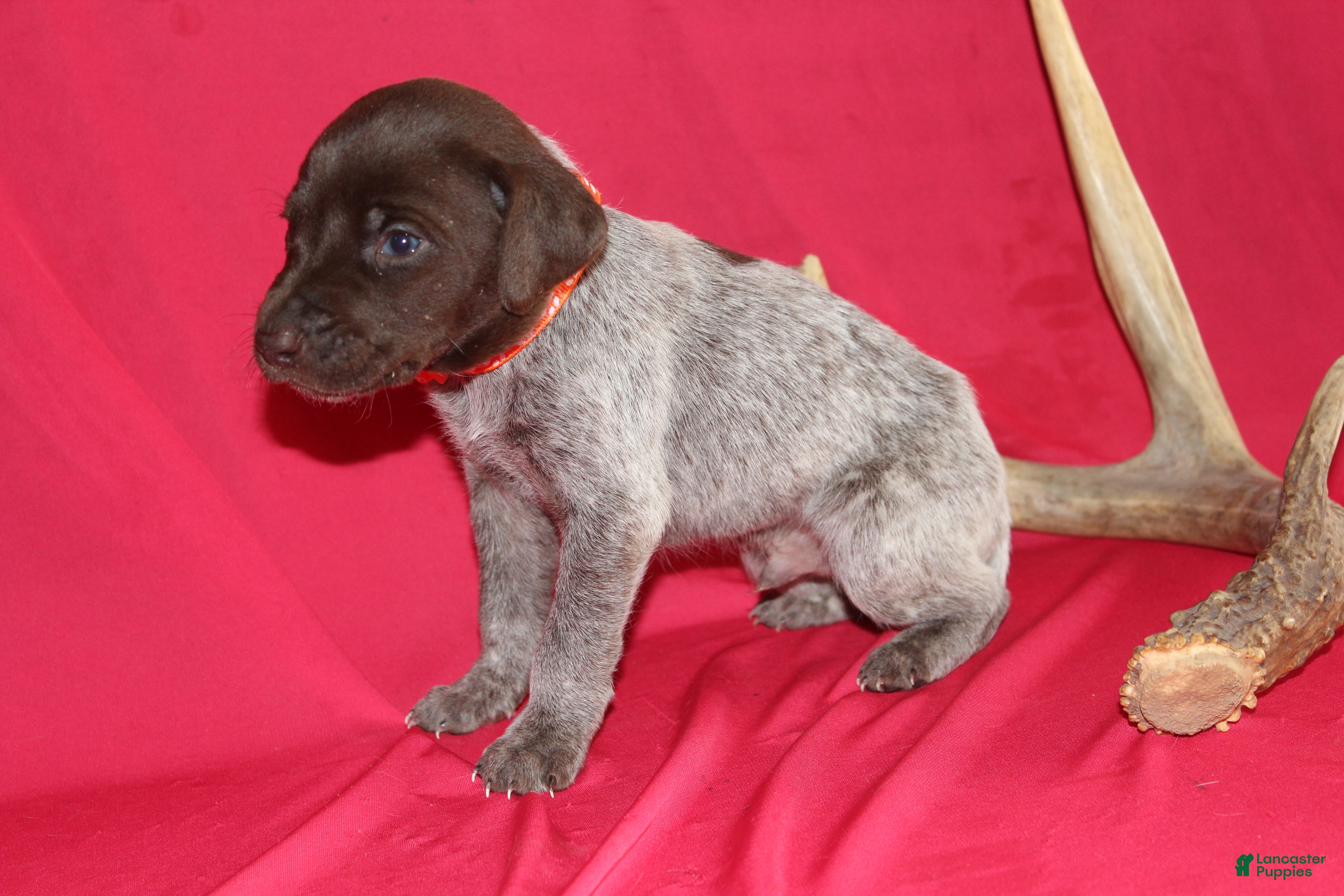 German Shorthaired Pointer dogs Tebow  - Ad 1