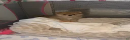 Pomeranian dogs for sale: Pomeranian Puppy 1 - Ad 2