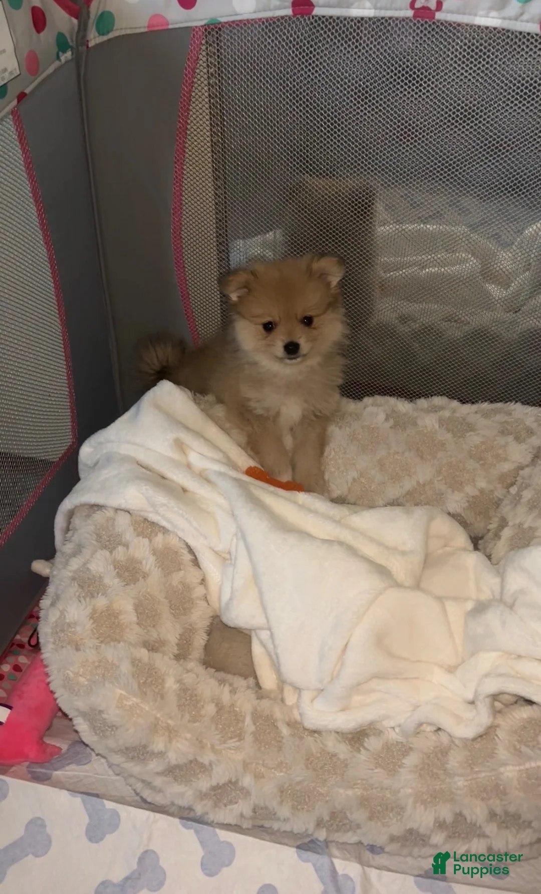 Pomeranian dogs for sale: Pomeranian Puppy 1 - Ad 2