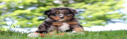 Mini Bernedoodle dogs for sale: Bumblebee - Ad 7